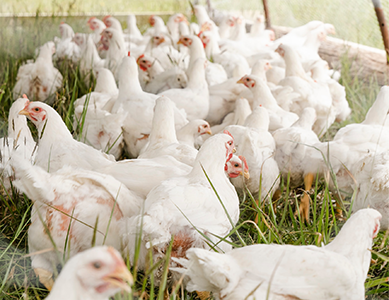 BAL385 ABB MOTORS VARIABLE CHICKENS-1